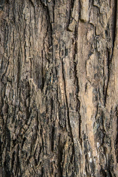 Corteza áspera marrón — Foto de Stock
