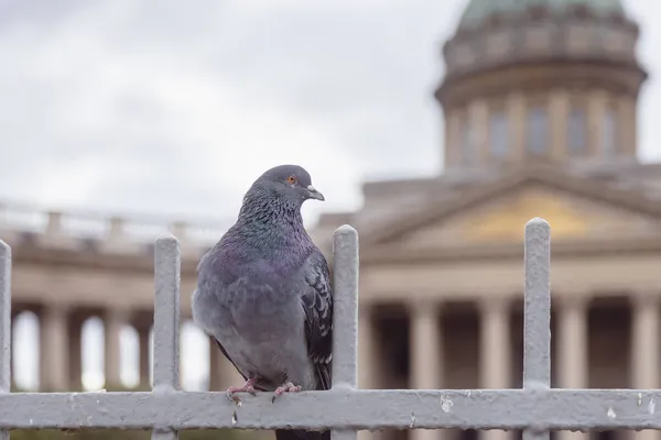 Pigeon Sitting Fence Front Kazan Cathedral Petersburg — Stock Photo, Image