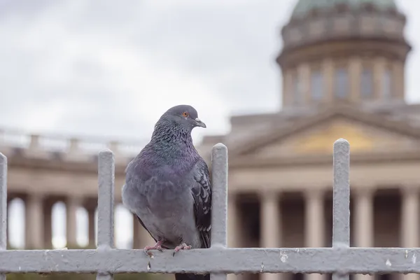 Güvercin Çitte Oturuyor Kazan Katedrali Nin Önünde Petersburg — Stok fotoğraf