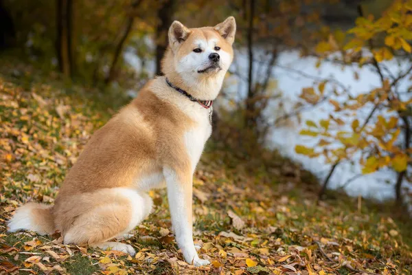 Pies Akita Inu Jesiennym Lesie — Zdjęcie stockowe