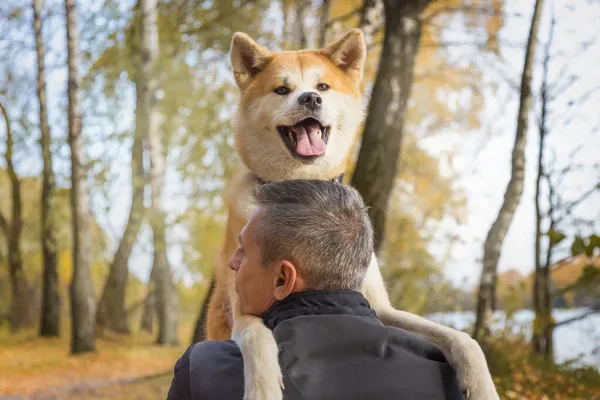 Homem Seu Cão Akita Inu Floresta Outono — Fotografia de Stock