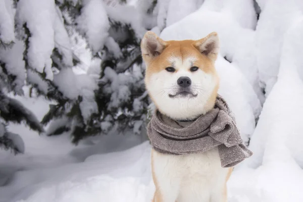 Akita Inu Scarf Wrapped Her Neck Winter Forest — Stock Photo, Image