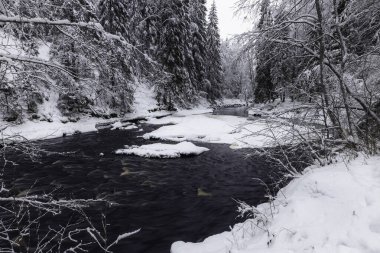 Dağ nehri ile orman kışı manzarası. Yukankoski Şelalesi (Beyaz Köprüler), Kulismayoki Nehri, Rusya, Karelia