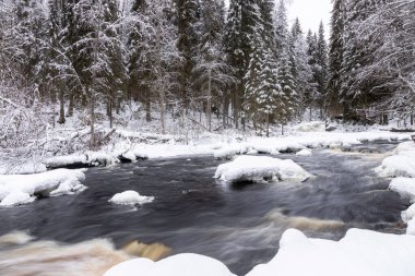 Orman nehri ile kış manzarası. Şelale vadisi. Nehir kıyısında karla kaplı köknar ağaçları. Nehirde batık bir kütük. Iyoki Nehri, Karelia Cumhuriyeti, Rusya