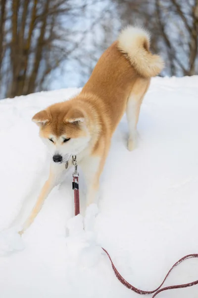 Akitu Inu Dog Slides Hill — Stock Photo, Image