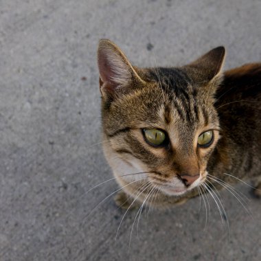 Yeşil gözlü şirin tekir kedinin fotoğrafı..