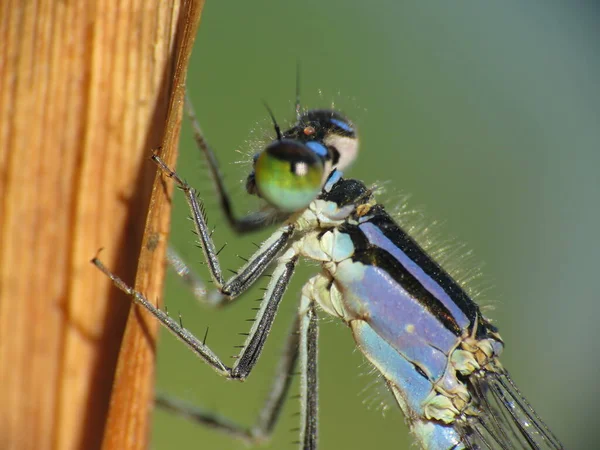 Macro Foto Coleottero Libellula — Foto Stock