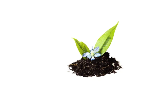 Plant groeit — Stockfoto