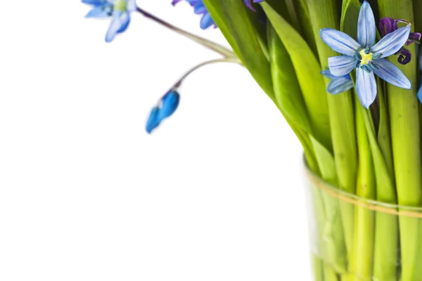 Blue snowdrops — Stock Photo, Image