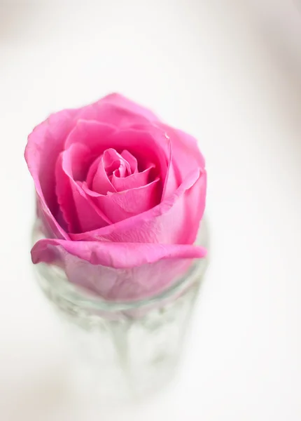 Rose in glass — Stock Photo, Image