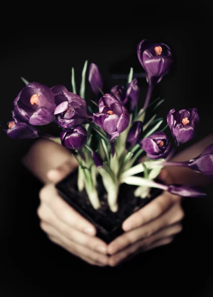 Květina v květináči — Stock fotografie