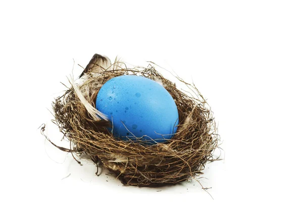 O ovo está no ninho — Fotografia de Stock