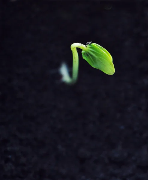 Planta joven — Foto de Stock