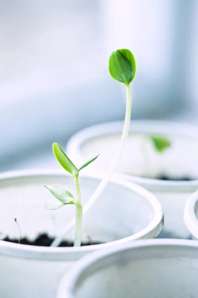 Young plant — Stock Photo, Image