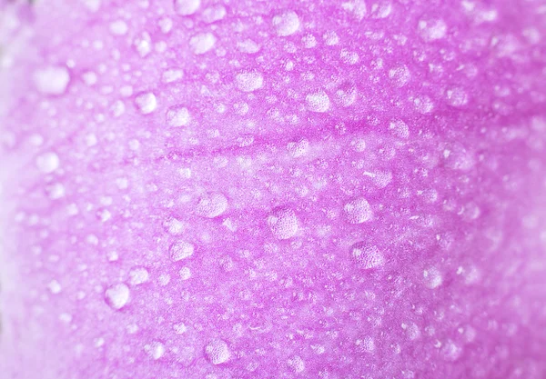 Drops  on  flower — Stock Photo, Image