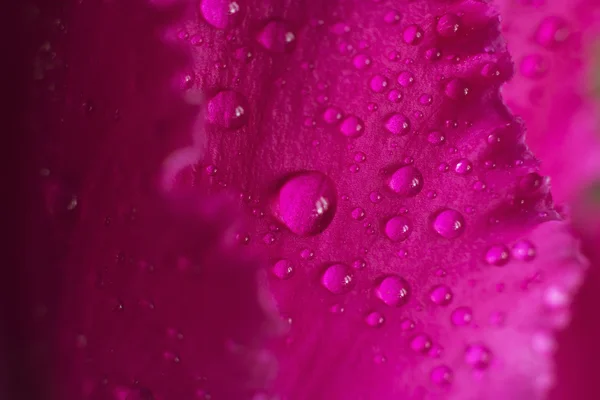 Gotas na flor — Fotografia de Stock