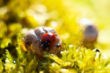 uğur böceği çimenlerin üzerinde