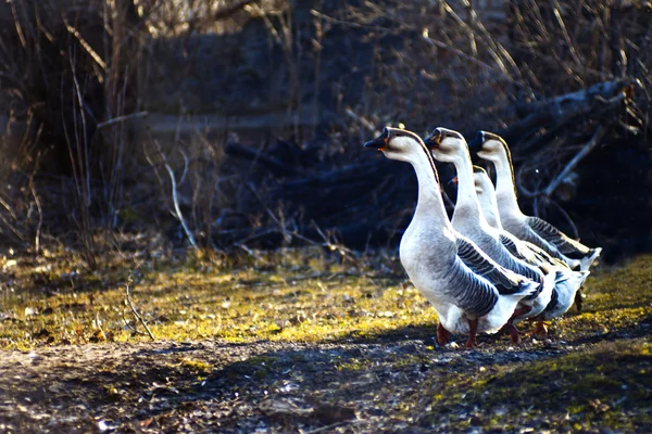 Flocks of geese — Stock Photo, Image