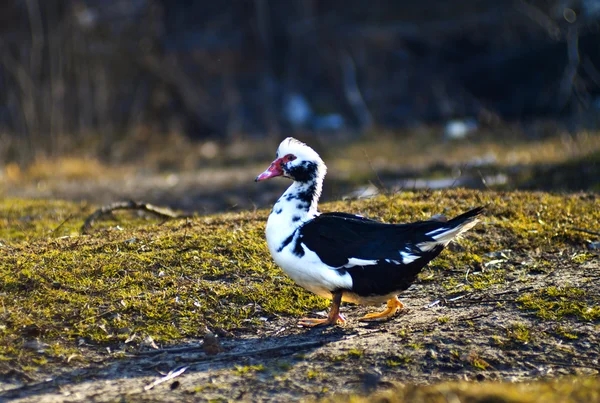 Pato. — Fotografia de Stock