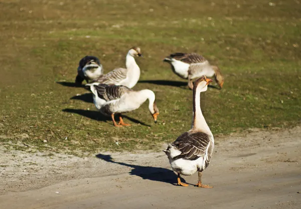 Flockar av gäss — Stockfoto