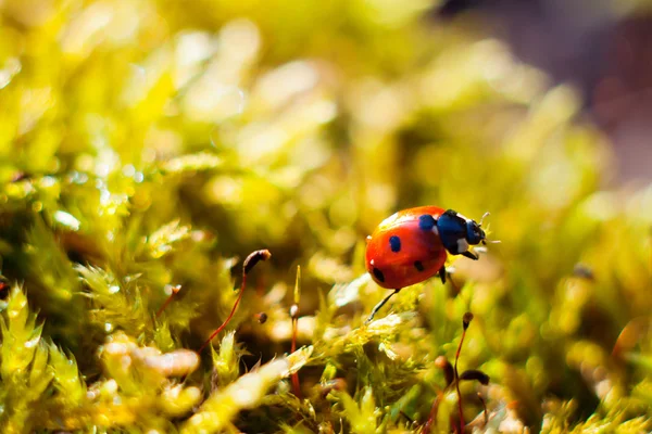 Lieveheersbeestje op gras — Stockfoto