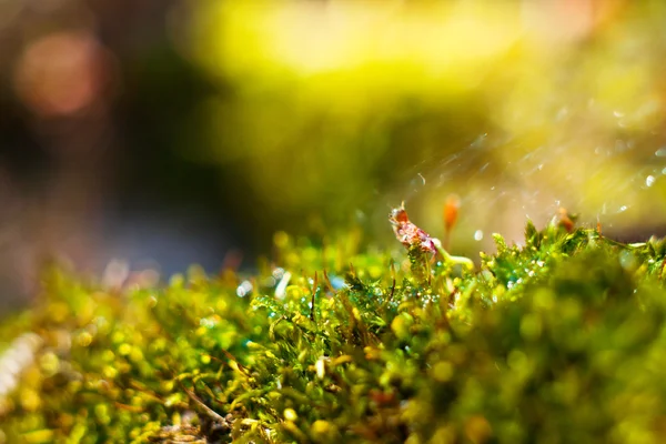 Moss in  dew — Stock Photo, Image