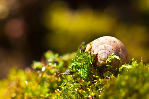 Shell   on moss — Stock Photo, Image