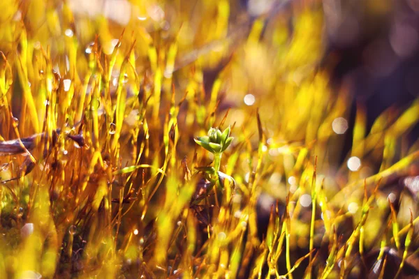 苔の上の露します。 — ストック写真