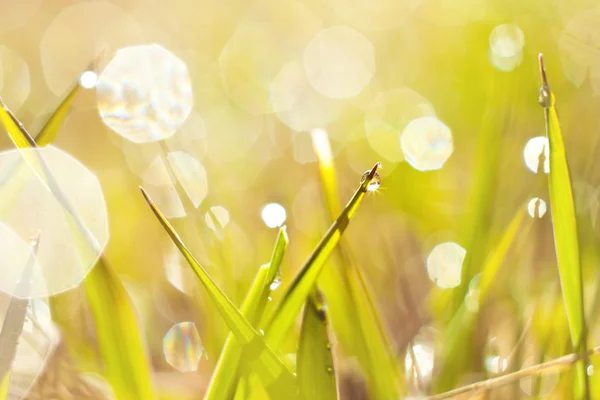 Dauw op gras — Stockfoto