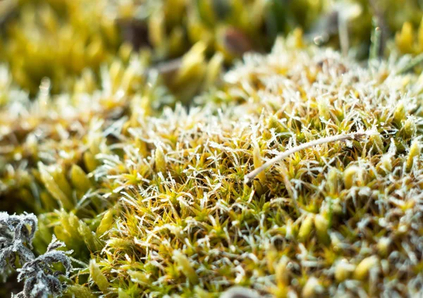 Frost on moss — Stock Photo, Image