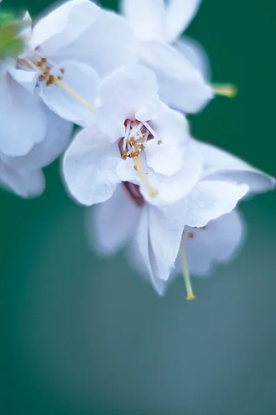 White flowers cherry — Stock Photo, Image