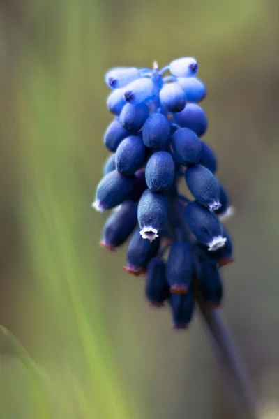 Blå blomma, muscari — ストック写真