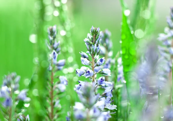 Herbe dans la rosée — Photo