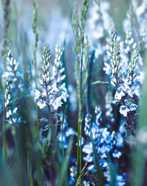 Schöne blaue Blume — Stockfoto