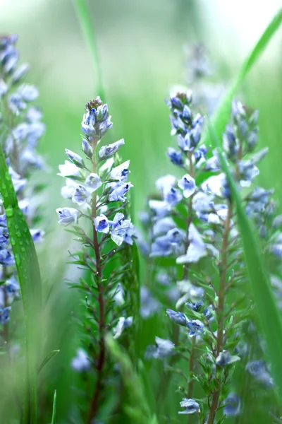 Mooie blauwe bloem — Stockfoto