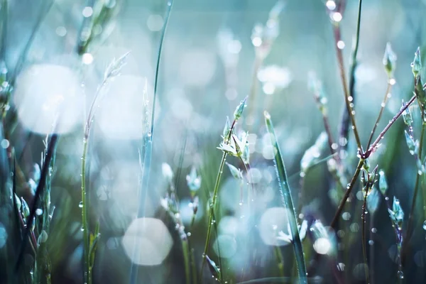 草在露水 — 图库照片