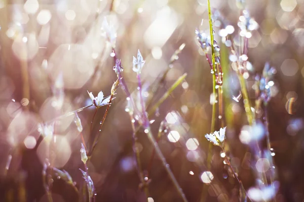 Herbe dans la rosée — Photo