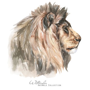 Suluboya Aslan portresi. Aslan Kral illüstrasyonu