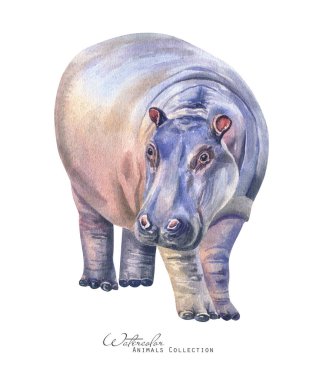 Hippo portresi. Suluboya Hippopotam. Afrika hayvanları çizimi 