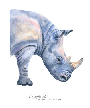 Gergedan portresi. Suluboya gergedan. Afrika hayvanları çizimi