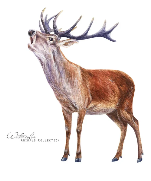 Arte Ciervos Rojos Ilustración Ciervo Ciervo Acuarela Con Cuernos Rugido —  Fotos de Stock