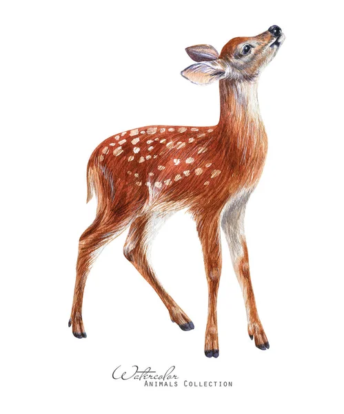 Ciervo Acuarela Ilustración Ciervos Cervatillos —  Fotos de Stock