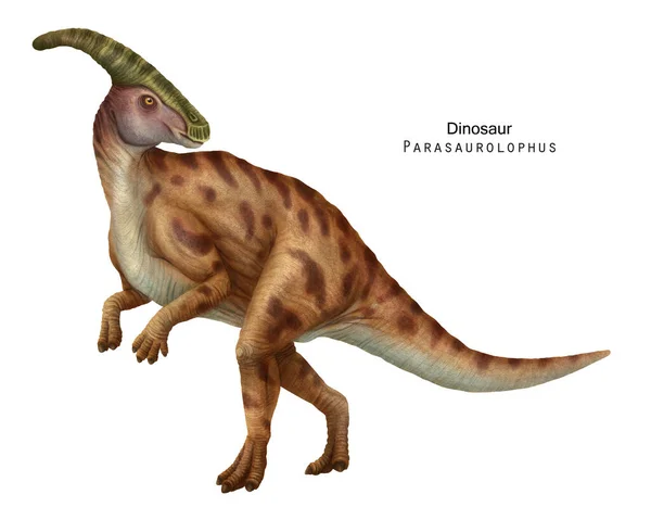 Parasaurolophus例证 Ogange褐色恐龙 草食性兽脚类 — 图库照片