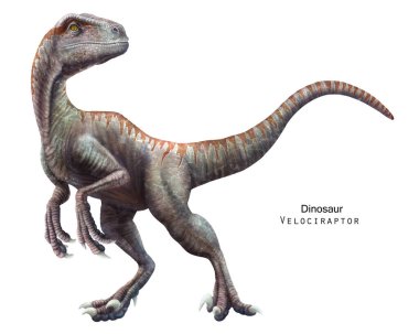Velociraptor çizimi. Kretase döneminin dinozoru. Yırtıcı dinozor