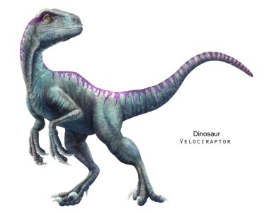 Velociraptor çizimi. Kretase döneminin dinozoru. Yırtıcı dinozor