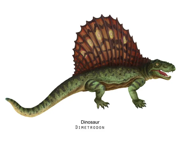Groene Dimetrodon Illustratie Dinosaurus Zeilrug Bruine Kuif Rug — Stockfoto