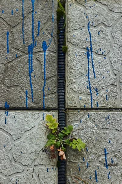 Rostliny Vycházející Rozbitých Dlaždic Cementu Stěně Modrým Nátěrem Kapání Ulice — Stock fotografie