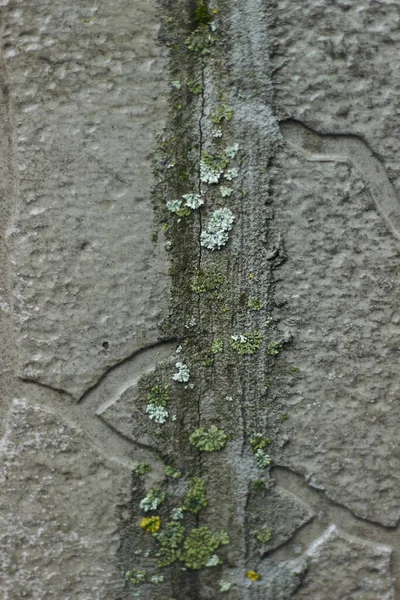 Musgo Emergindo Telhas Quebradas Cimento Parede Rua Poder Closeup Natureza — Fotografia de Stock