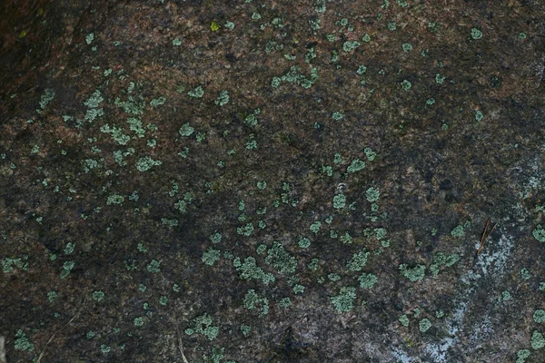 Старі Лісові Камені Покриті Мохом Тлі Опалого Осіннього Листя Соснових — стокове фото