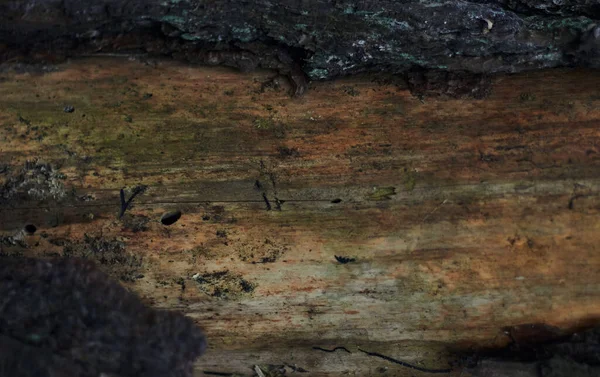 Сухой Осенний Дубовый Лист Мокрой Коре Дерева Заднем Плане Зеленым — стоковое фото